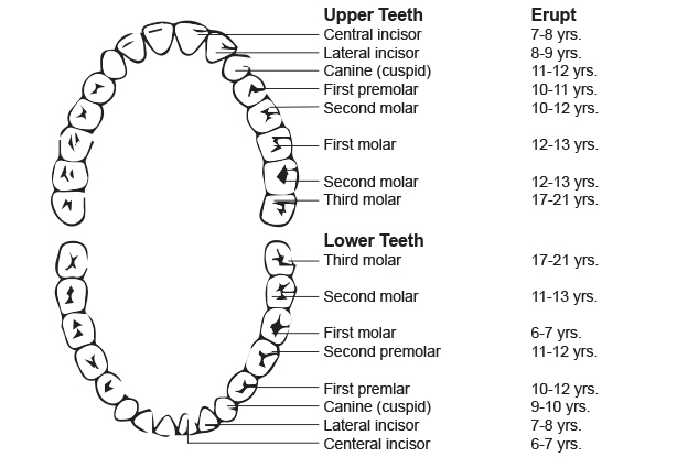 Dental Development Guide For Children | Piedmont Pediatric Dentistry